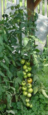 lagerung tomaten